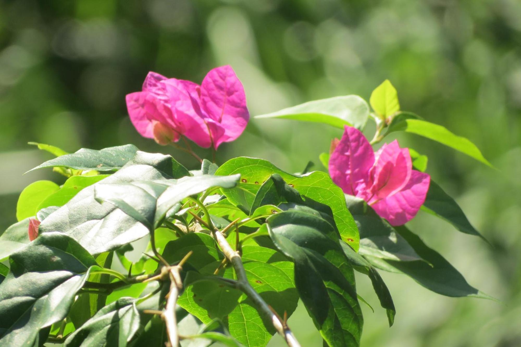 Vocare Agroecologica Farm stay