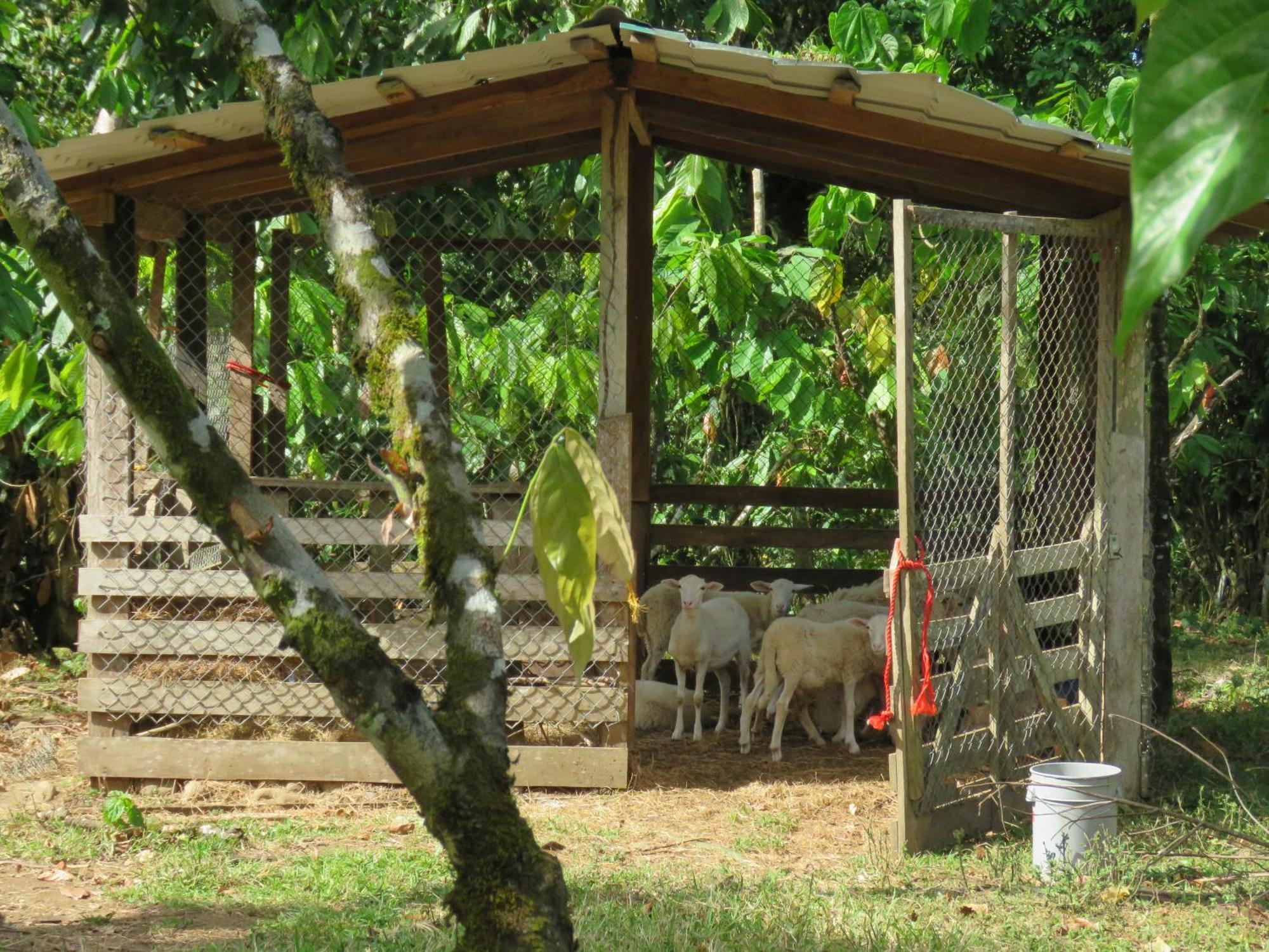 Farm stay Vocare Agroecologica Upala